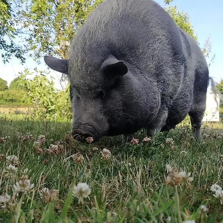 Charmante Maison Avec Cheminee, Grand Jardin Et Boxe Chevaux Saint-Hilaire-sur-Helpe